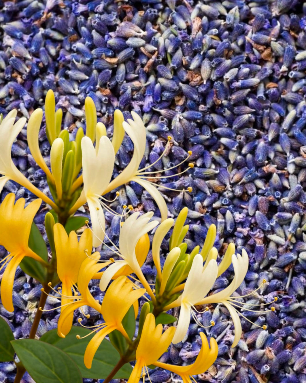 Lavender + Honeysuckle + Musk