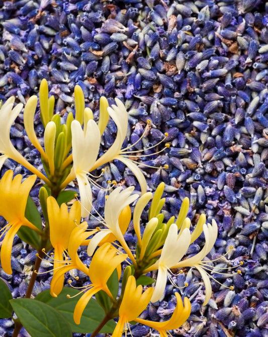 Lavender + Honeysuckle + Musk